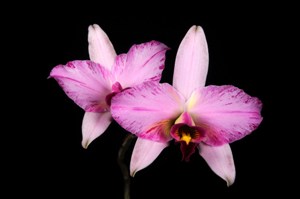 Laelia anceps Wawazuzu HCC/AOS 76 pts.